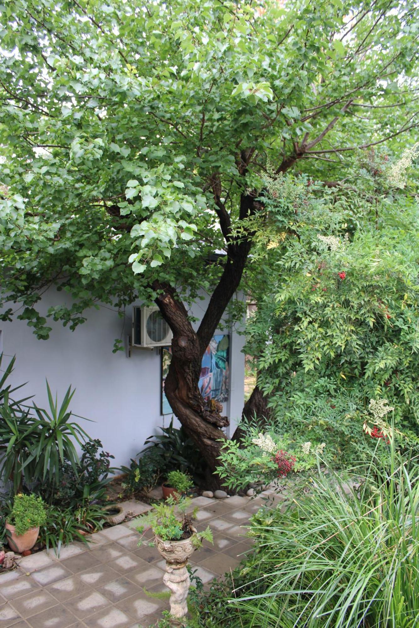 Jedidja Bed And Breakfast Μπλουμφοντέιν Εξωτερικό φωτογραφία